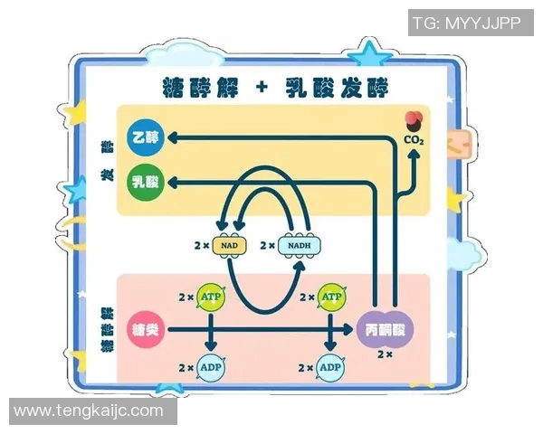 田径运动中的速度与耐力:训练方法、技术解析及运动员表现提升策略